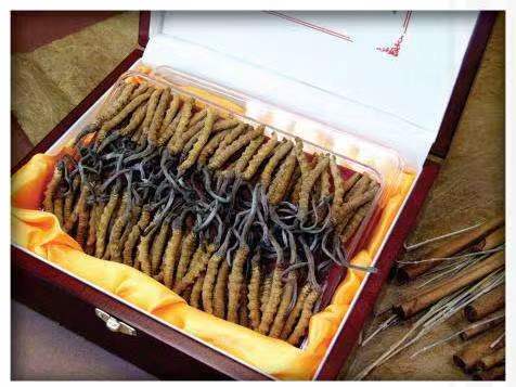 桓仁冬虫夏草回收